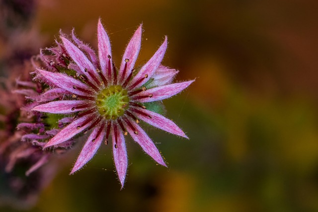 Free Houseleek Succulent photo and picture