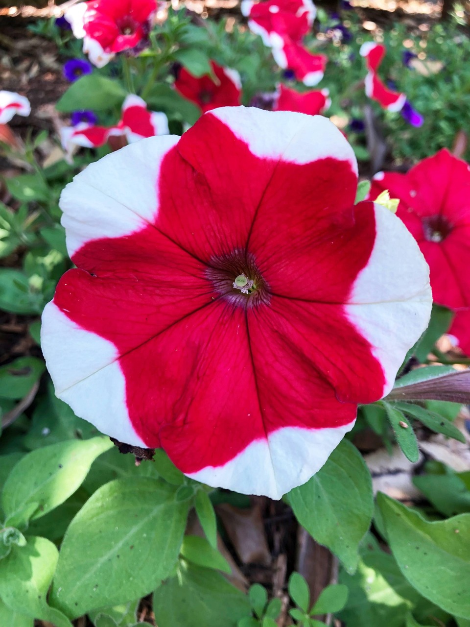Flor Rja Flor Roja Bloom - Foto gratis en Pixabay - Pixabay