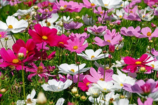 Free Flowers Cosmea photo and picture