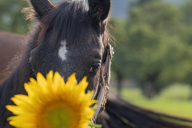 Free Horses Foal photo and picture