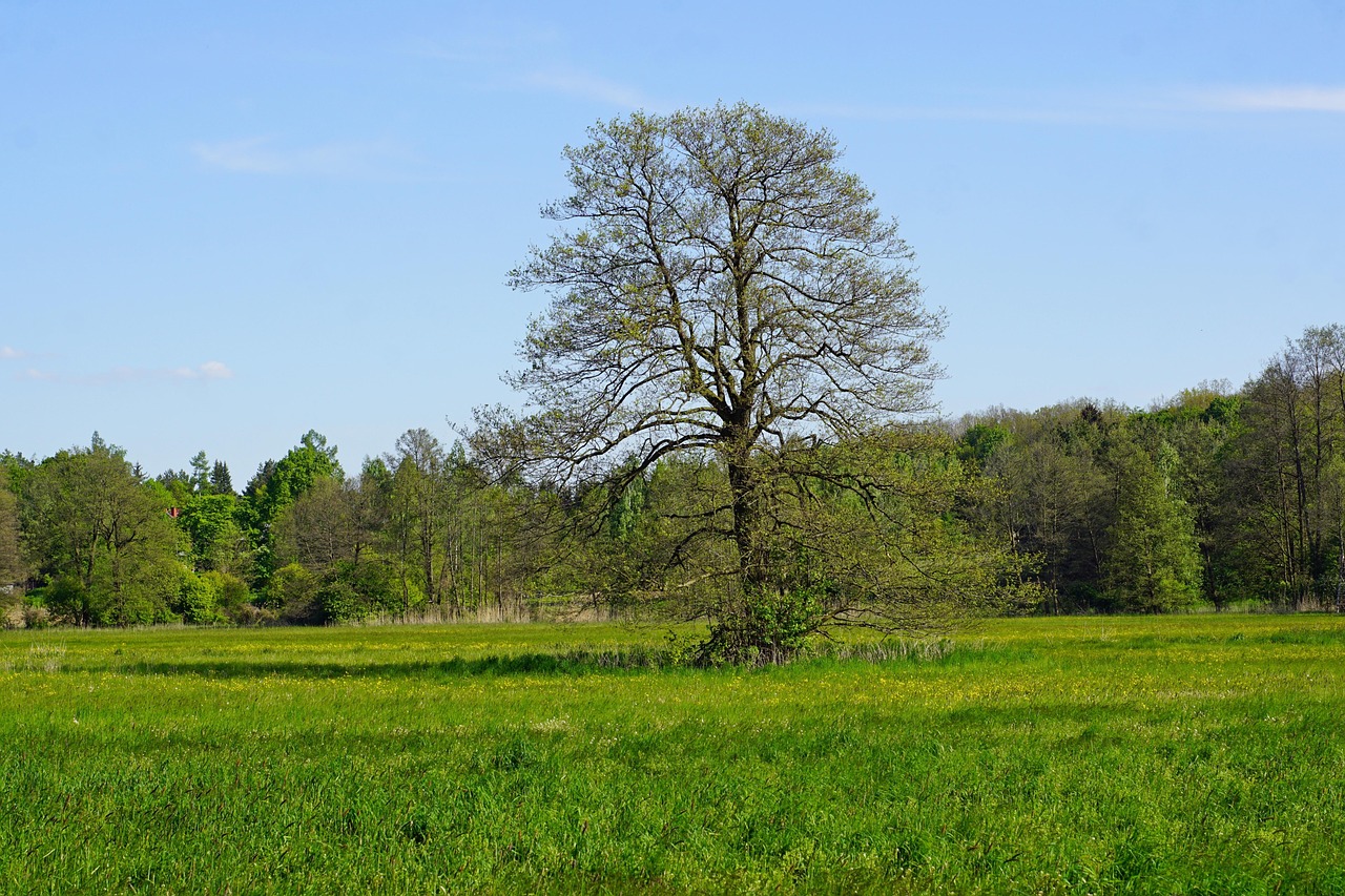 Arbre Prairie Vert Des - Photo gratuite sur Pixabay - Pixabay