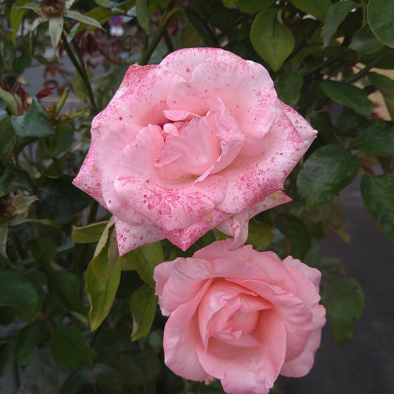 Love Pink - Free photo on Pixabay - Pixabay