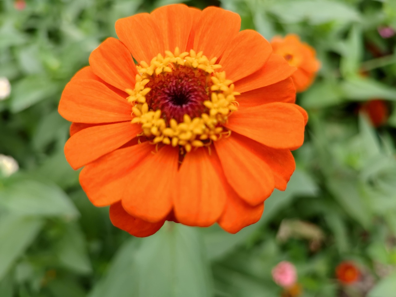 Florzinha Floresta Natureza Flor - Foto gratuita no Pixabay - Pixabay