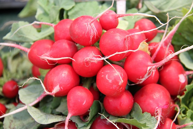 Free Radischen Vegetables photo and picture