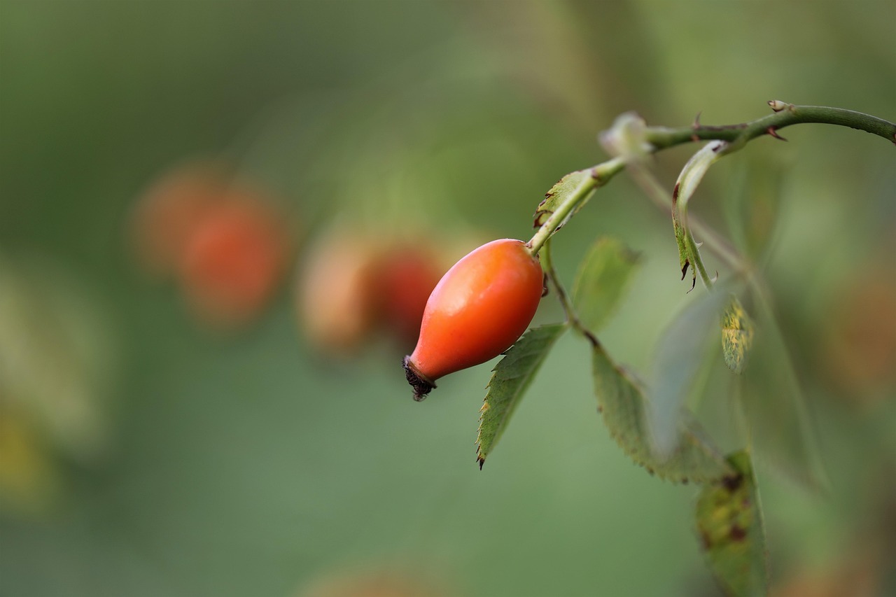 Rosa Mosqueta Haw Agricultura - Foto gratuita no Pixabay - Pixabay
