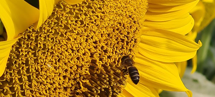 Girassol, Flor, Flores, Primavera, Campo