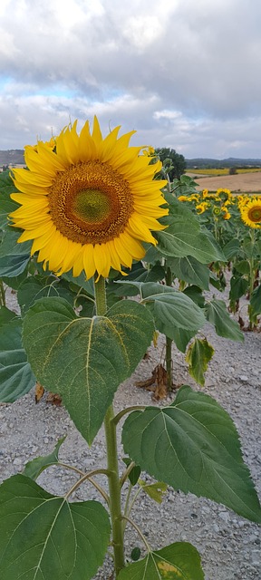 Girassol, Flores, Pétalas, Natureza