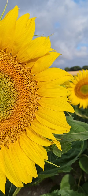 Girassóis, Flores, Natureza, Panorama