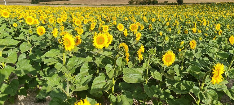 Natureza, Girassol, Flores, Panorama