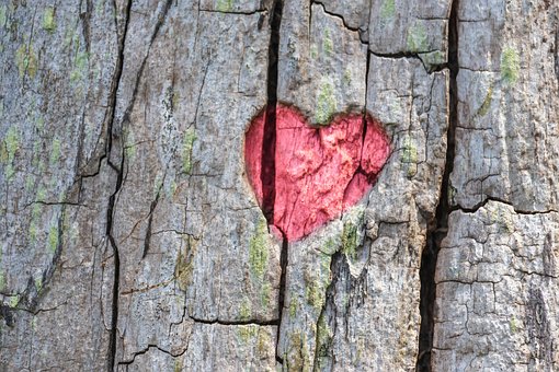Cuore, Albero, Incisione, Amore, Natura