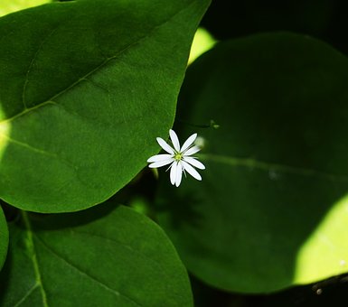 Blomst, Hvit Blomst, Blader, Å Blomstre