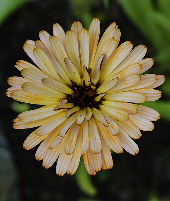 Flor, Pétalas, Flora, Primavera