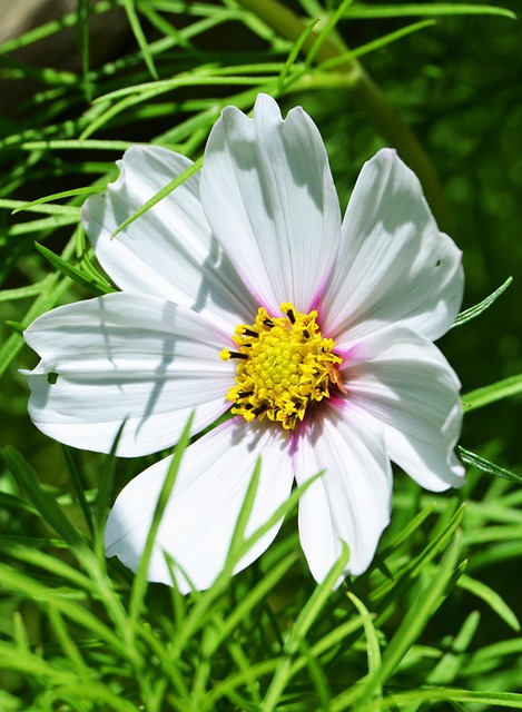 Blomst, Hvit Blomst, Kronblad, Vår