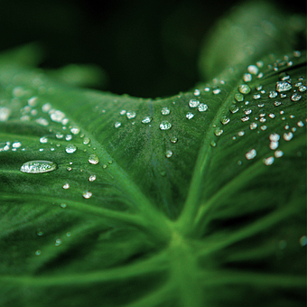 Free Leaf Dewdrops photo and picture