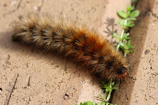 Free Caterpillar Woolly Bear photo and picture