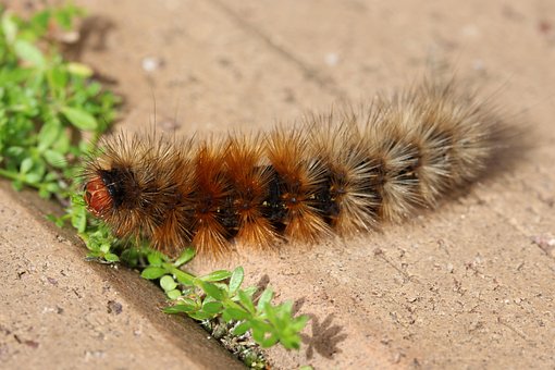 Free Caterpillar Woolly Bear photo and picture