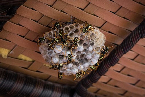 Free Insect Wasp photo and picture