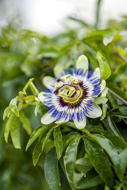 Pasjonsblomst, Blomst Tapet, Blomst