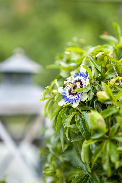 Hage, Natur, Blomst, Blossom