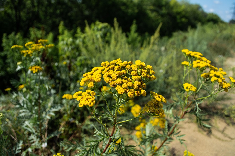Tansy Flower Bloom - Free photo on Pixabay - Pixabay