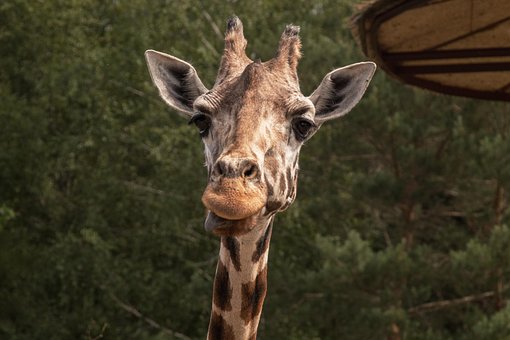 Free Giraffe Zoo photo and picture