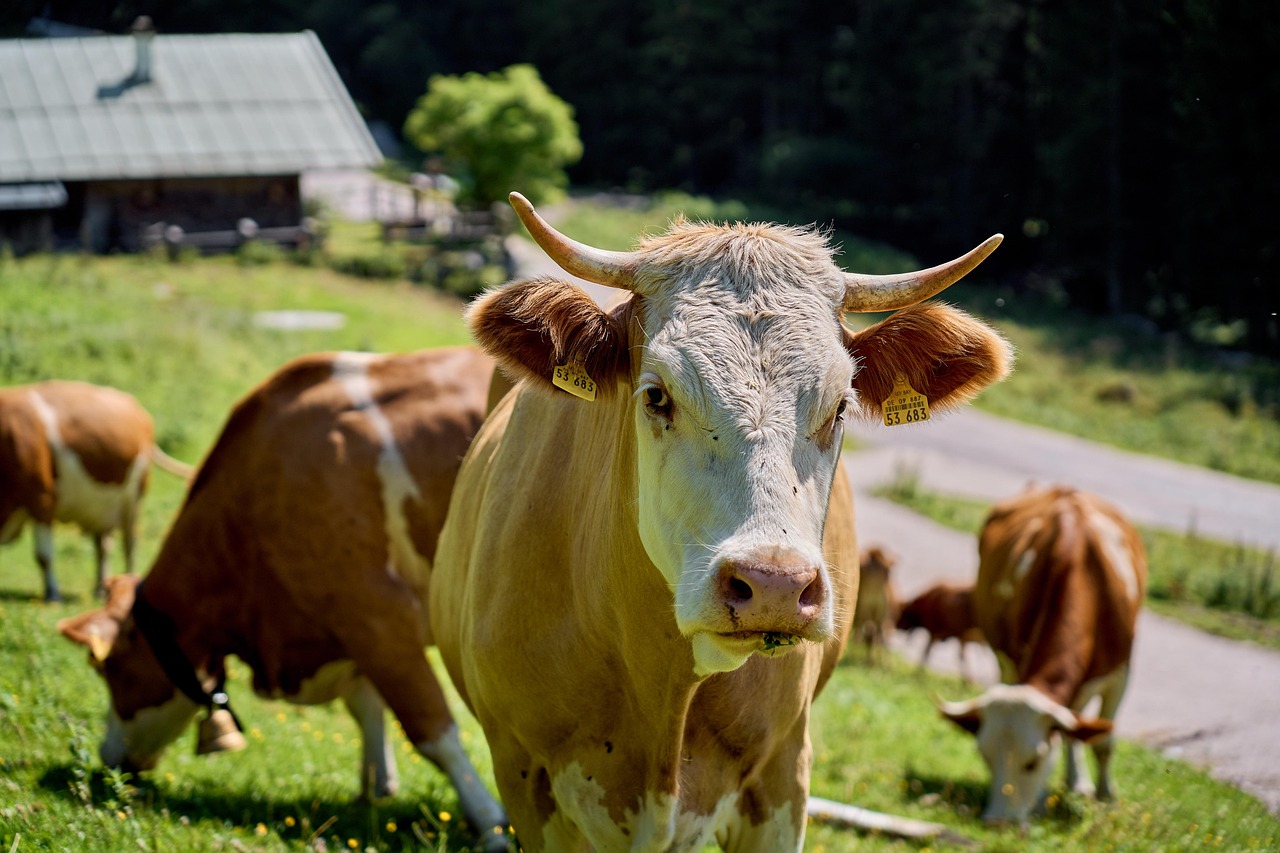 Animal - free online jigsaw puzzle photo