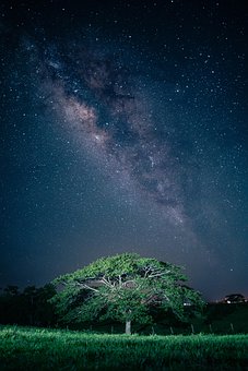Free Tree Rain photo and picture