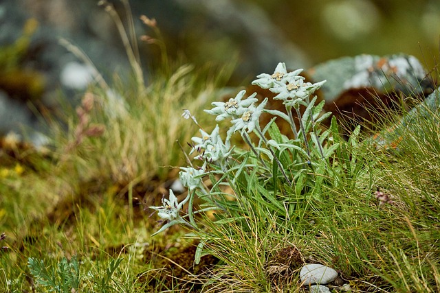 Edelweiß, Edelweiss, Natur, Landschaft