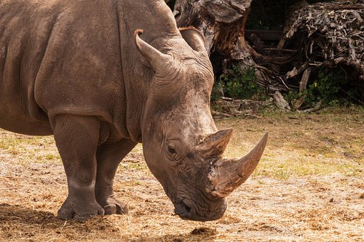 Free Zoo Rhino photo and picture