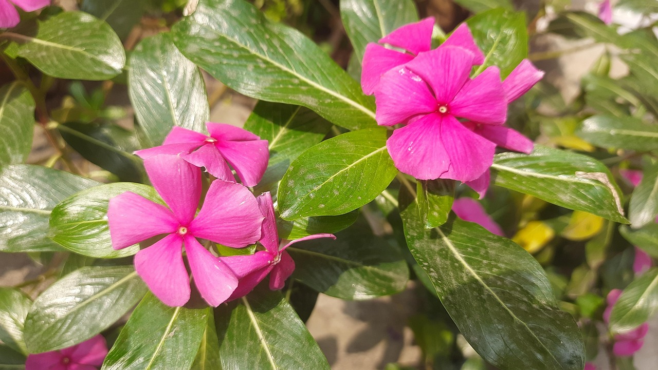 madagascar-periwinkle-commonly-free-photo-on-pixabay-pixabay