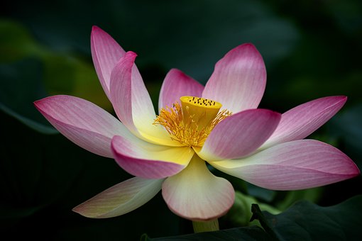 Blomst, Smukke Blomster, Blomst Tapet
