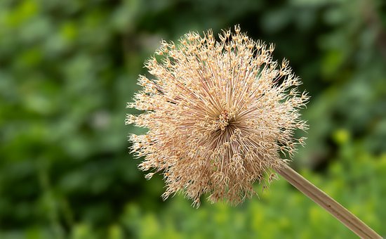 Prydløg, Porre, Allium, Sommer, Natur