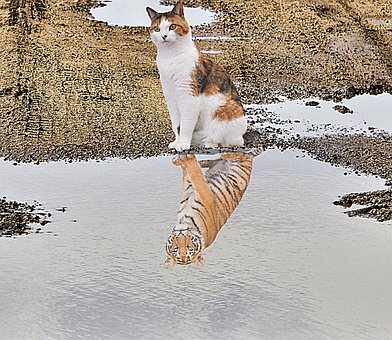 Free Cat Animal photo and picture
