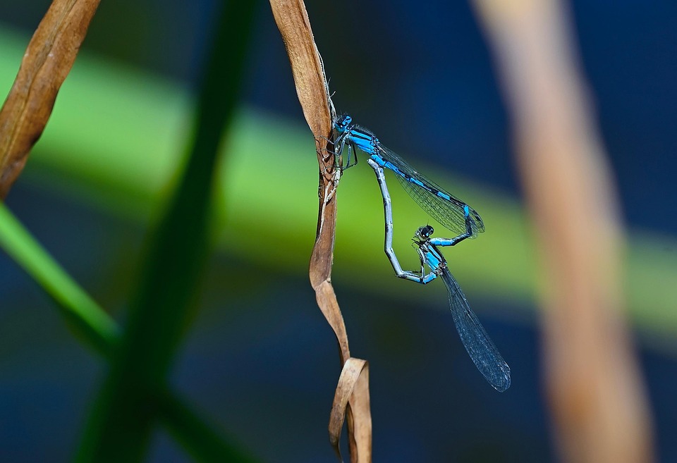 Damselfly'S Insect Wildlife - Free photo on Pixabay - Pixabay