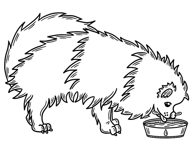 Free pomeranian dog animal illustration