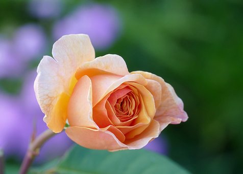 Free Rose Full Hd Wallpaper photo and picture