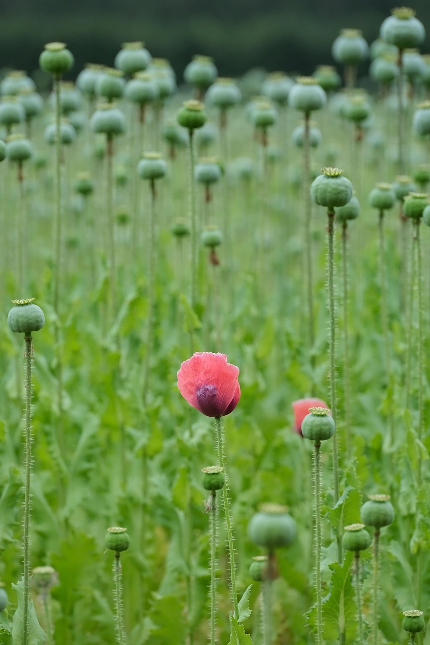 罂粟花 罂粟胶囊 罂粟田 - Pixabay上的免费照片 - Pixabay