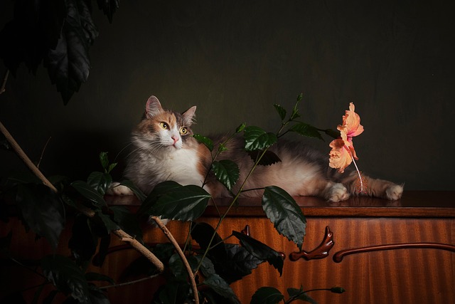 Gato, Animal, Bicho De Estimação, Flor
