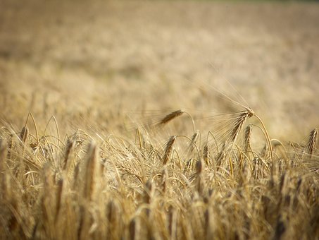 Free Barley Grain photo and picture