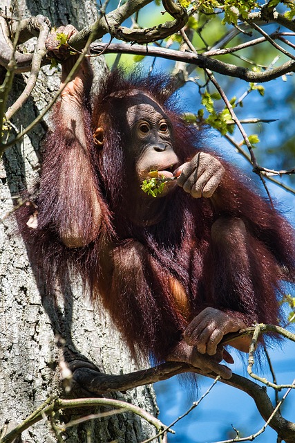 Free Orangutan Ape photo and picture