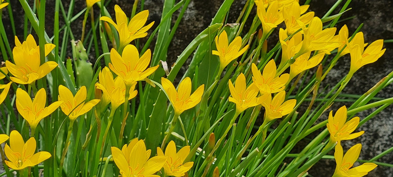 Arbrisseau Aux Fleurs Jaunes à La Fin De L Hiver