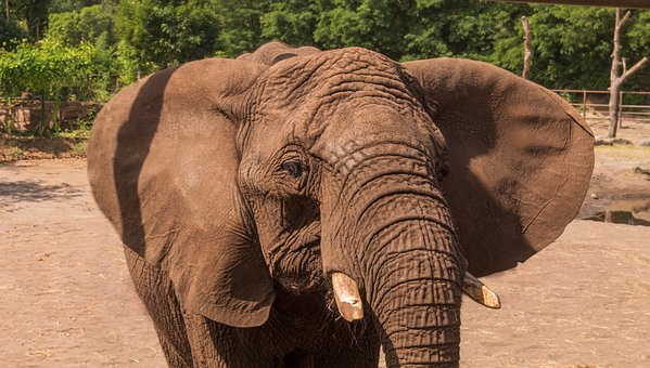 Free Elephant Serengeti photo and picture