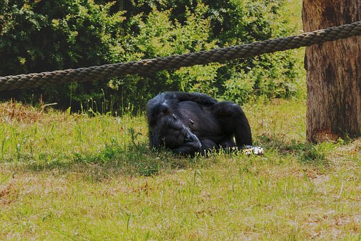 Free Serengeti Ape photo and picture