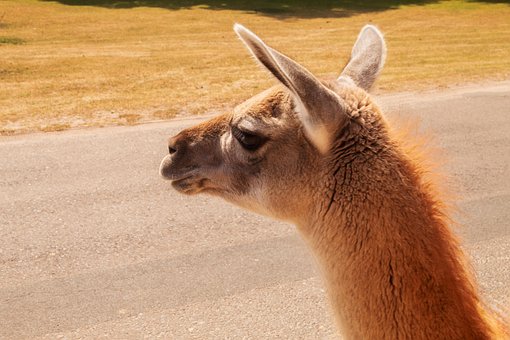 Free Zoo Serengeti photo and picture