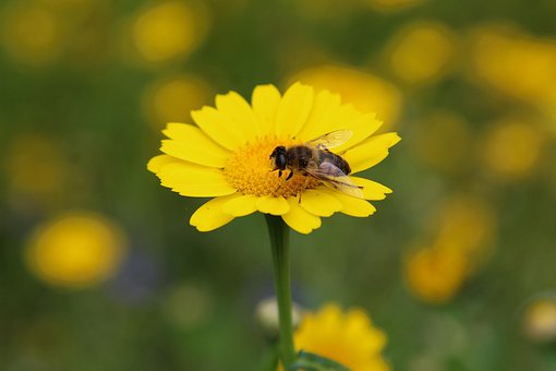 Biene, Insekt, Gänseblümchen, Flügel