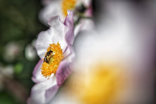 Blume, Anemone, Pflanze