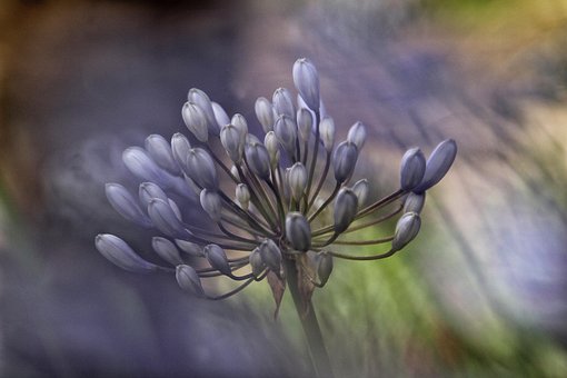 Blume, Blau, Natur, Schmucklilien