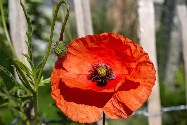 Free Flower Poppy photo and picture
