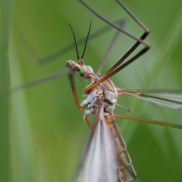 Kranich Fliegen, Insekt, Fliege, Makro