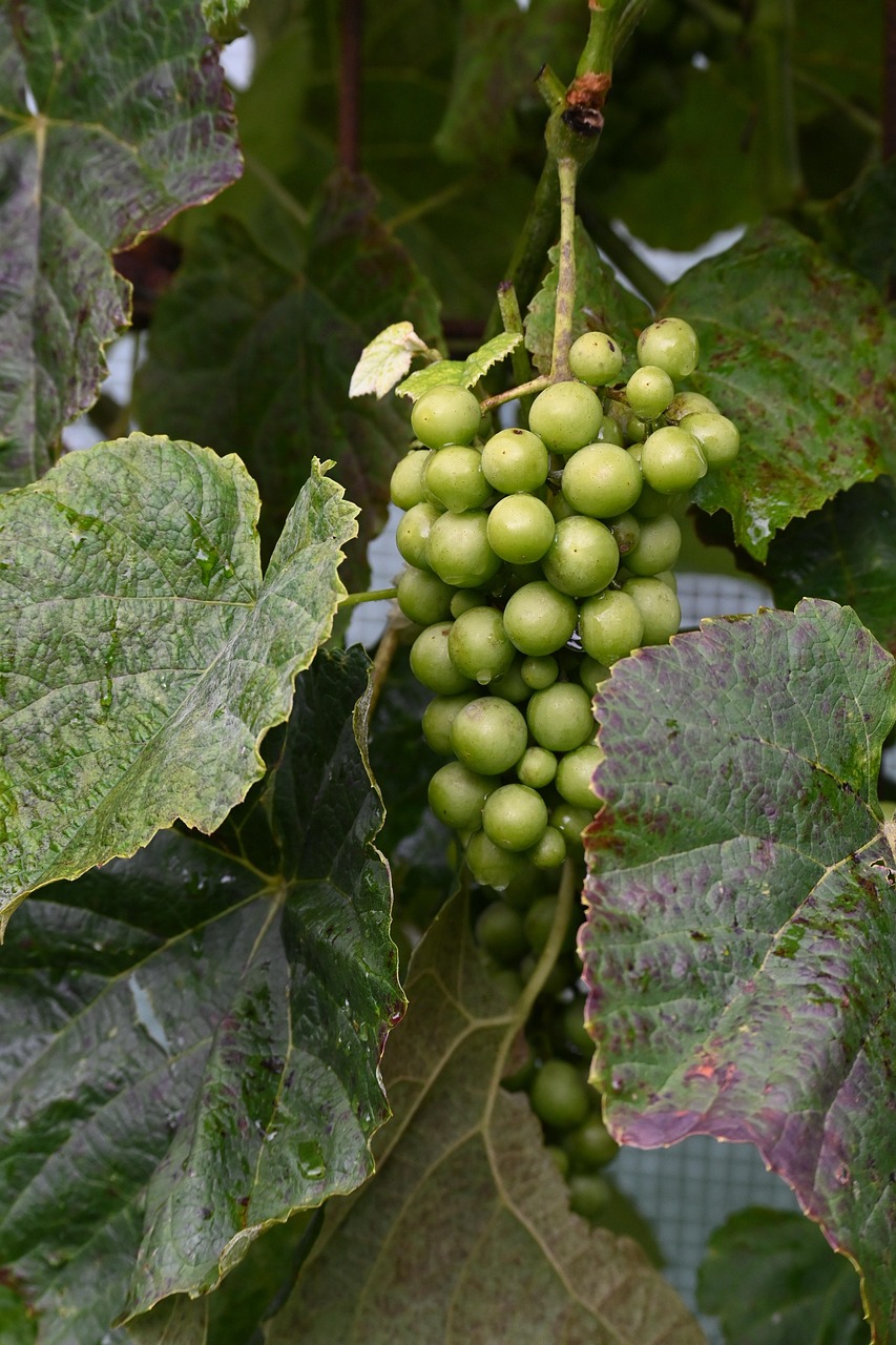 grape-8177852_1280.jpg